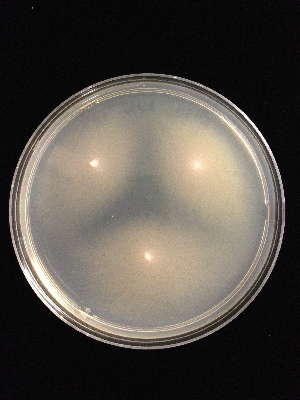  (Geminibasidium hirsutum - DAOM241968)  @11 [ ] CreativeCommons - Attribution Non-Commercial Share-Alike (2013) Hai D.T. Nguyen Agriculture and Agri-Food Canada