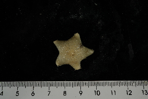  (Pteraster stellifer - JR275_1026)  @13 [ ] CreativeCommons - Attribution Non-Commercial Share-Alike (2012) Huw Griffiths British Antarctic Survey