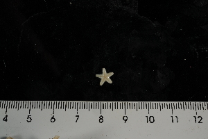  ( - JR275_1372.1)  @12 [ ] CreativeCommons - Attribution Non-Commercial Share-Alike (2012) Huw Griffiths British Antarctic Survey