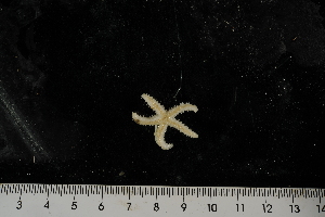  ( - JR275_913.3)  @11 [ ] CreativeCommons - Attribution Non-Commercial Share-Alike (2012) Huw Griffiths British Antarctic Survey