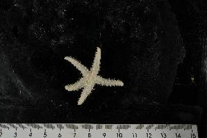  ( - JR275_1240.6)  @13 [ ] CreativeCommons - Attribution Non-Commercial Share-Alike (2012) Huw Griffiths British Antarctic Survey