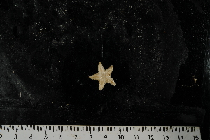  ( - JR275_1240.9)  @12 [ ] CreativeCommons - Attribution Non-Commercial Share-Alike (2012) Huw Griffiths British Antarctic Survey