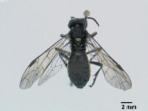  ( - DEI-GISHym4755)  @13 [ ] Copyright (2010) Senckenberg Deutsches Entomologisches Institut Senckenberg Deutsches Entomologisches Institut