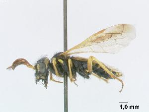  (Megalodontes skorniakowii - DEI-GISHym4955)  @13 [ ] Copyright (2010) Senckenberg Deutsches Entomologisches Institut Senckenberg Deutsches Entomologisches Institut