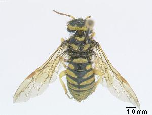  (Megalodontes lacourti - DEI-GISHym4954)  @14 [ ] Copyright (2010) Senckenberg Deutsches Entomologisches Institut Senckenberg Deutsches Entomologisches Institut