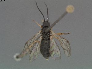  ( - DEI-GISHym10983)  @11 [ ] Copyright (2011) Senckenberg DEI Senckenberg DEI