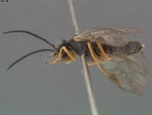  ( - DEI-GISHym10983)  @11 [ ] Copyright (2011) Senckenberg DEI Senckenberg DEI