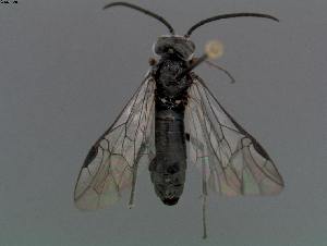  ( - DEI-GISHym17849)  @12 [ ] Copyright (2011) Senckenberg Deutsches Entomologisches Institut Senckenberg Deutsches Entomologisches Institut