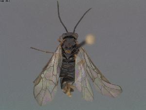  ( - DEI-GISHym17792)  @12 [ ] Copyright (2012) Senckenberg DEI Senckenberg DEI