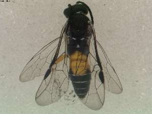  ( - DEI-GISHym15814)  @12 [ ] Copyright (2012) Senckenberg DEI Senckenberg DEI