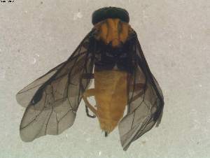  (Eurhadinoceraea fulviventris - DEI-GISHym15863)  @13 [ ] Copyright (2012) Senckenberg DEI Senckenberg DEI