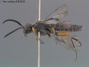  ( - DEI-GISHym17186)  @12 [ ] Copyright (2012) Senckenberg Deutsches Entomologisches Institut Senckenberg Deutsches Entomologisches Institut