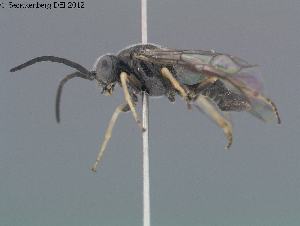  ( - DEI-GISHym17937)  @12 [ ] Copyright (2012) Senckenberg Deutsches Entomologisches Institut Senckenberg Deutsches Entomologisches Institut