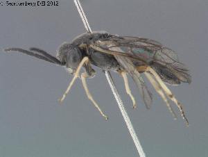  ( - DEI-GISHym17946)  @12 [ ] Copyright (2012) Senckenberg Deutsches Entomologisches Institut Senckenberg Deutsches Entomologisches Institut