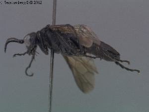  ( - DEI-GISHym20017)  @12 [ ] Copyright (2012) Senckenberg Deutsches Entomologisches Institut Senckenberg Deutsches Entomologisches Institut