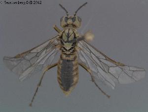  ( - DEI-GISHym20021)  @12 [ ] Copyright (2012) Senckenberg Deutsches Entomologisches Institut Senckenberg Deutsches Entomologisches Institut