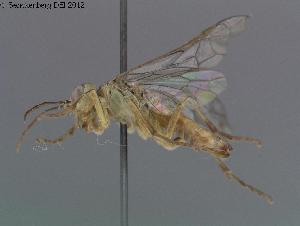  ( - DEI-GISHym20023)  @12 [ ] Copyright (2012) Senckenberg Deutsches Entomologisches Institut Senckenberg Deutsches Entomologisches Institut