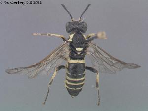  ( - DEI-GISHym20153)  @13 [ ] Copyright (2012) Senckenberg Deutsches Entomologisches Institut Senckenberg Deutsches Entomologisches Institut