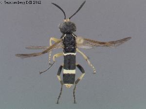  ( - DEI-GISHym20176)  @12 [ ] Copyright (2012) Senckenberg Deutsches Entomologisches Institut Senckenberg Deutsches Entomologisches Institut