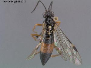  ( - DEI-GISHym18513)  @11 [ ] Copyright (2012) Senckenberg Deutsches Entomologisches Institut Senckenberg Deutsches Entomologisches Institut