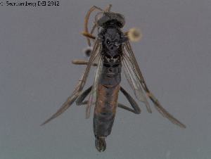  ( - DEI-GISHym18564)  @12 [ ] Copyright (2012) Senckenberg Deutsches Entomologisches Institut Senckenberg Deutsches Entomologisches Institut