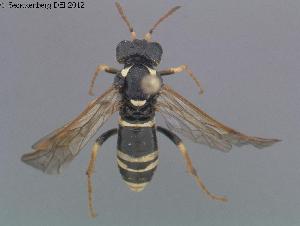  ( - DEI-GISHym20195)  @12 [ ] Copyright (2012) Senckenberg Deutsches Entomologisches Institut Senckenberg Deutsches Entomologisches Institut