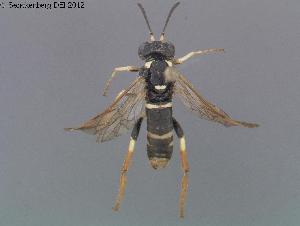  ( - DEI-GISHym20196)  @13 [ ] Copyright (2012) Senckenberg Deutsches Entomologisches Institut Senckenberg Deutsches Entomologisches Institut