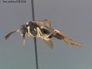  ( - DEI-GISHym20196)  @13 [ ] Copyright (2012) Senckenberg Deutsches Entomologisches Institut Senckenberg Deutsches Entomologisches Institut