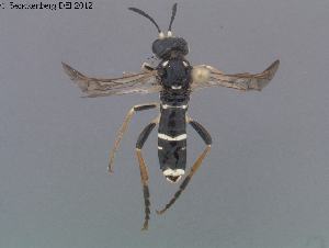 ( - DEI-GISHym20197)  @12 [ ] Copyright (2012) Senckenberg Deutsches Entomologisches Institut Senckenberg Deutsches Entomologisches Institut