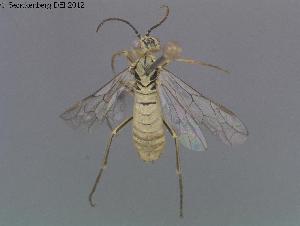 ( - DEI-GISHym20243)  @12 [ ] Copyright (2012) Senckenberg Deutsches Entomologisches Institut Senckenberg Deutsches Entomologisches Institut