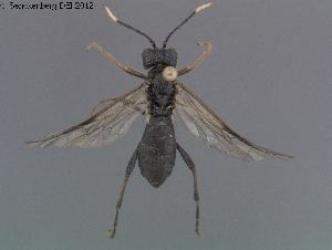  ( - DEI-GISHym20244)  @13 [ ] Copyright (2012) Senckenberg Deutsches Entomologisches Institut Senckenberg Deutsches Entomologisches Institut
