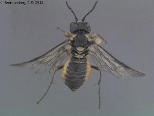  ( - DEI-GISHym20255)  @12 [ ] Copyright (2012) Senckenberg Deutsches Entomologisches Institut Senckenberg Deutsches Entomologisches Institut