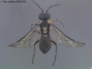  ( - DEI-GISHym20263)  @13 [ ] Copyright (2012) Senckenberg Deutsches Entomologisches Institut Senckenberg Deutsches Entomologisches Institut