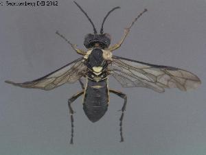  ( - DEI-GISHym20264)  @13 [ ] Copyright (2012) Senckenberg Deutsches Entomologisches Institut Senckenberg Deutsches Entomologisches Institut