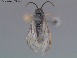  ( - DEI-GISHym20432)  @11 [ ] Copyright (2012) Senckenberg Deutsches Entomologisches Institut Senckenberg Deutsches Entomologisches Institut