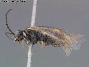  ( - DEI-GISHym20432)  @11 [ ] Copyright (2012) Senckenberg Deutsches Entomologisches Institut Senckenberg Deutsches Entomologisches Institut