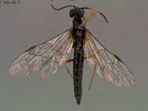  (Caenocephus lunulatus - DEI-GISHym19780)  @12 [ ] Copyright (2013) Senckenberg DEI Senckenberg DEI