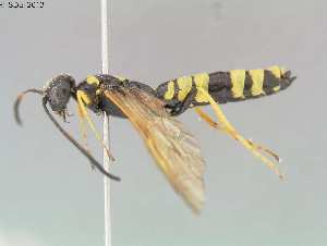  (Trachelus flavicornis - DEI-GISHym19709)  @14 [ ] Copyright (2013) Senckenberg DEI Senckenberg DEI