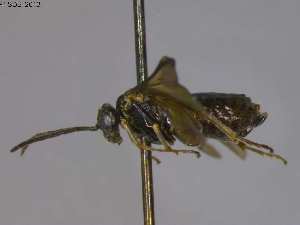  (Paracharactus gracilicornis - DEI-GISHym19779)  @14 [ ] Copyright (2013) Senckenberg DEI Senckenberg DEI