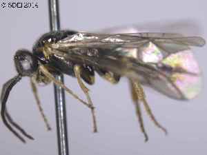  ( - DEI-GISHym20579)  @11 [ ] Copyright (2014) Senckenberg DEI Senckenberg DEI