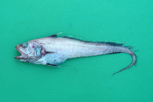  ( - GAC002)  @13 [ ] Unspecified (default): All Rights Reserved  Unspecified Unspecified