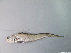  ( - GAD001)  @11 [ ] Unspecified (default): All Rights Reserved  Unspecified Unspecified
