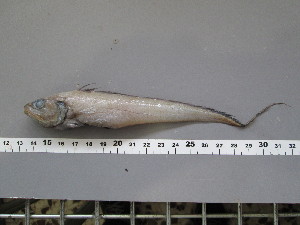  ( - GAD002)  @12 [ ] Unspecified (default): All Rights Reserved  Unspecified Unspecified