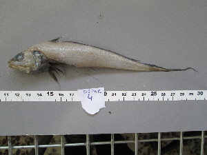  ( - GAD004)  @13 [ ] Unspecified (default): All Rights Reserved  Unspecified Unspecified