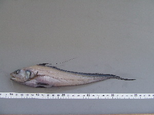  ( - GAD006)  @13 [ ] Unspecified (default): All Rights Reserved  Unspecified Unspecified