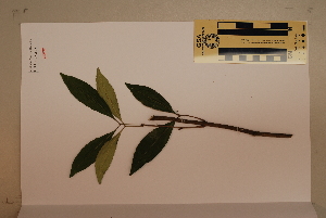  (Caldcluvia australiensis - CNS_CC_6079_B10)  @11 [ ] Unspecified (default): All Rights Reserved  Australia Tropical Herbarium Unspecified