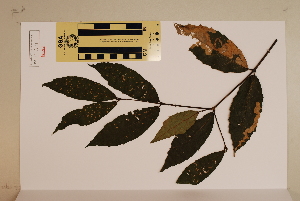  (Steganthera laxiflora - CNS_CC_6076_B9)  @11 [ ] Copyright (2010) CSIRO, Queensland Government and James Cook University CSIRO, Queensland Government and James Cook University