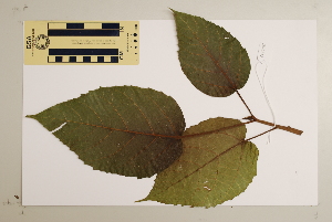 (Pittosporum spinescens - CNS_CC_6076_G12)  @11 [ ] Copyright (2010) CSIRO, Queensland Government and James Cook University CSIRO, Queensland Government and James Cook University