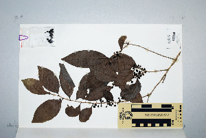  ( - CNS_CC_P_6081_C12)  @11 [ ] Unspecified (default): All Rights Reserved  Australia Tropical Herbarium Unspecified