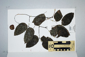  (Mucuna gigantea - CNS_CC_P_6081_F6)  @11 [ ] Unspecified (default): All Rights Reserved  Australia Tropical Herbarium Unspecified